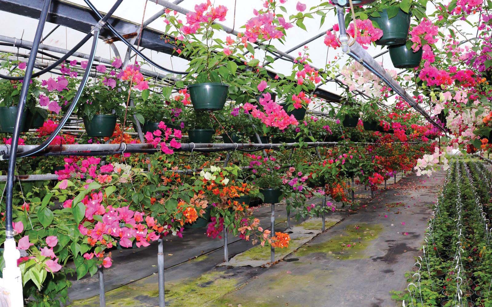 0924 Plant Nursery 2k