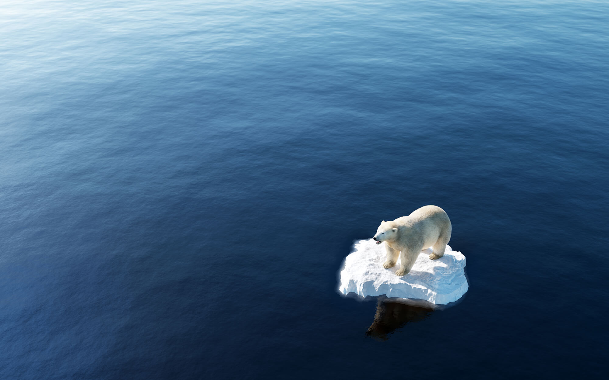 Climate Change Polar Bear